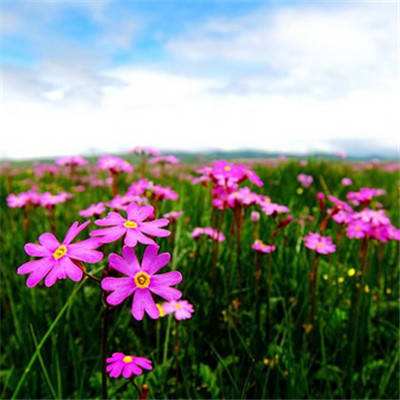 半岛体体育下载截图