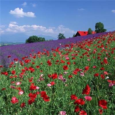 开云网kaiyun下载手机版